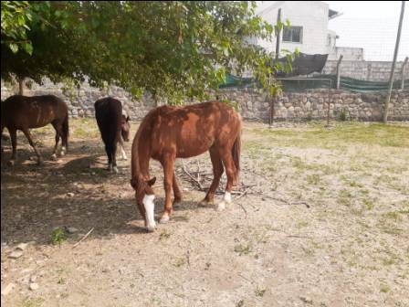 Secuestro de equinos que se encontraban en B°  Lares de la Inmaculada en  Vaqueros.